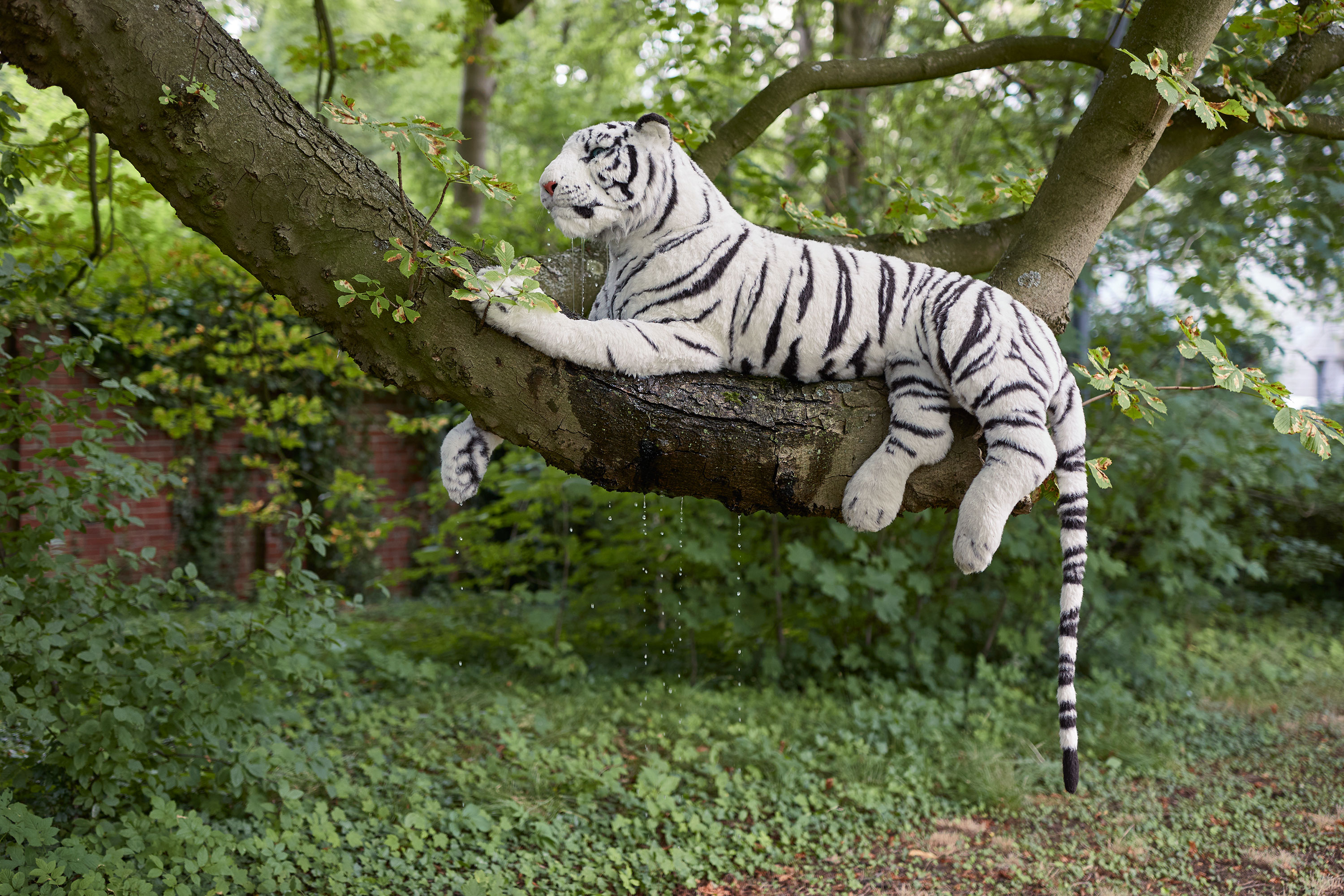 Crying Tiger