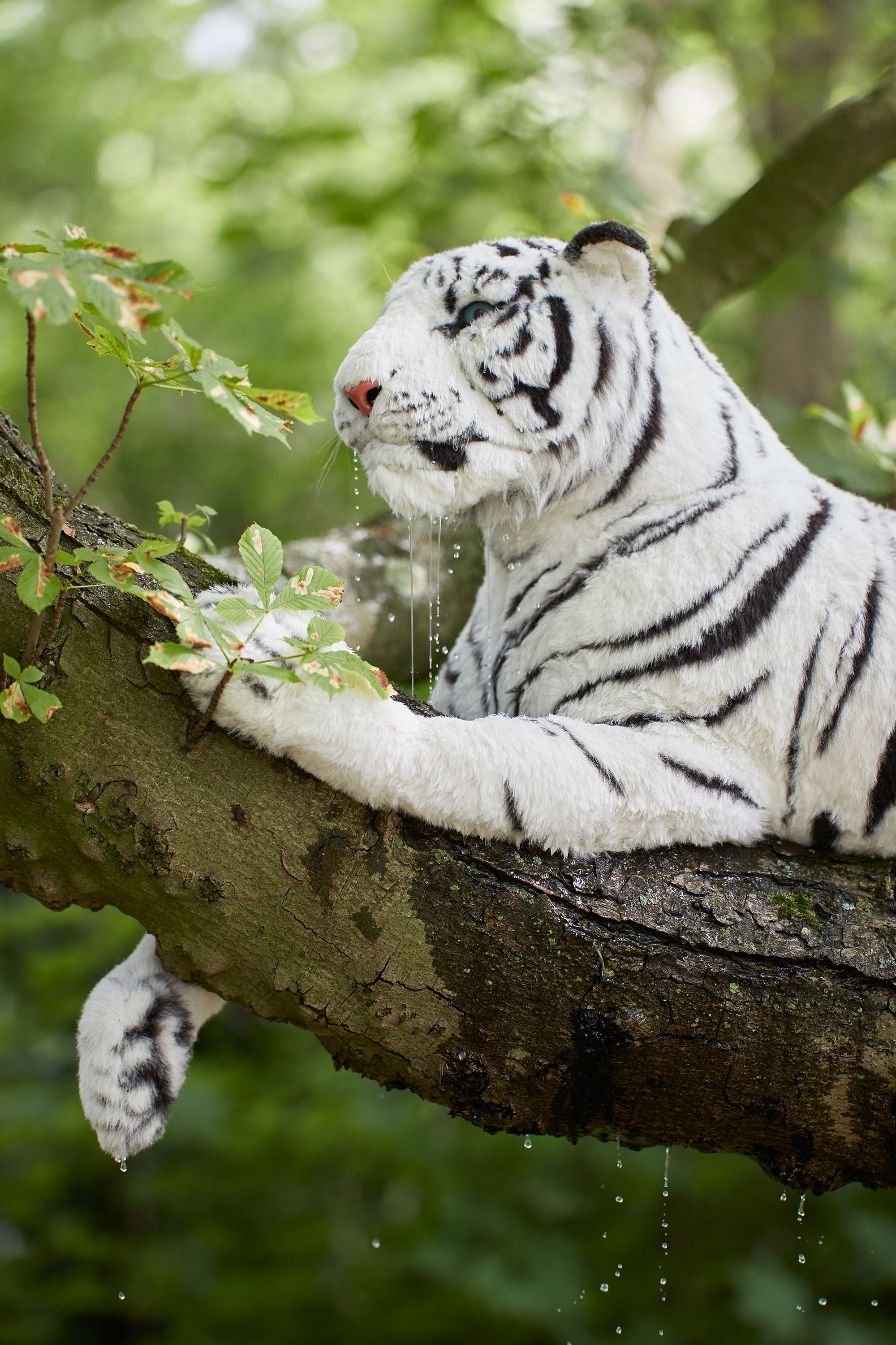 Crying Tiger