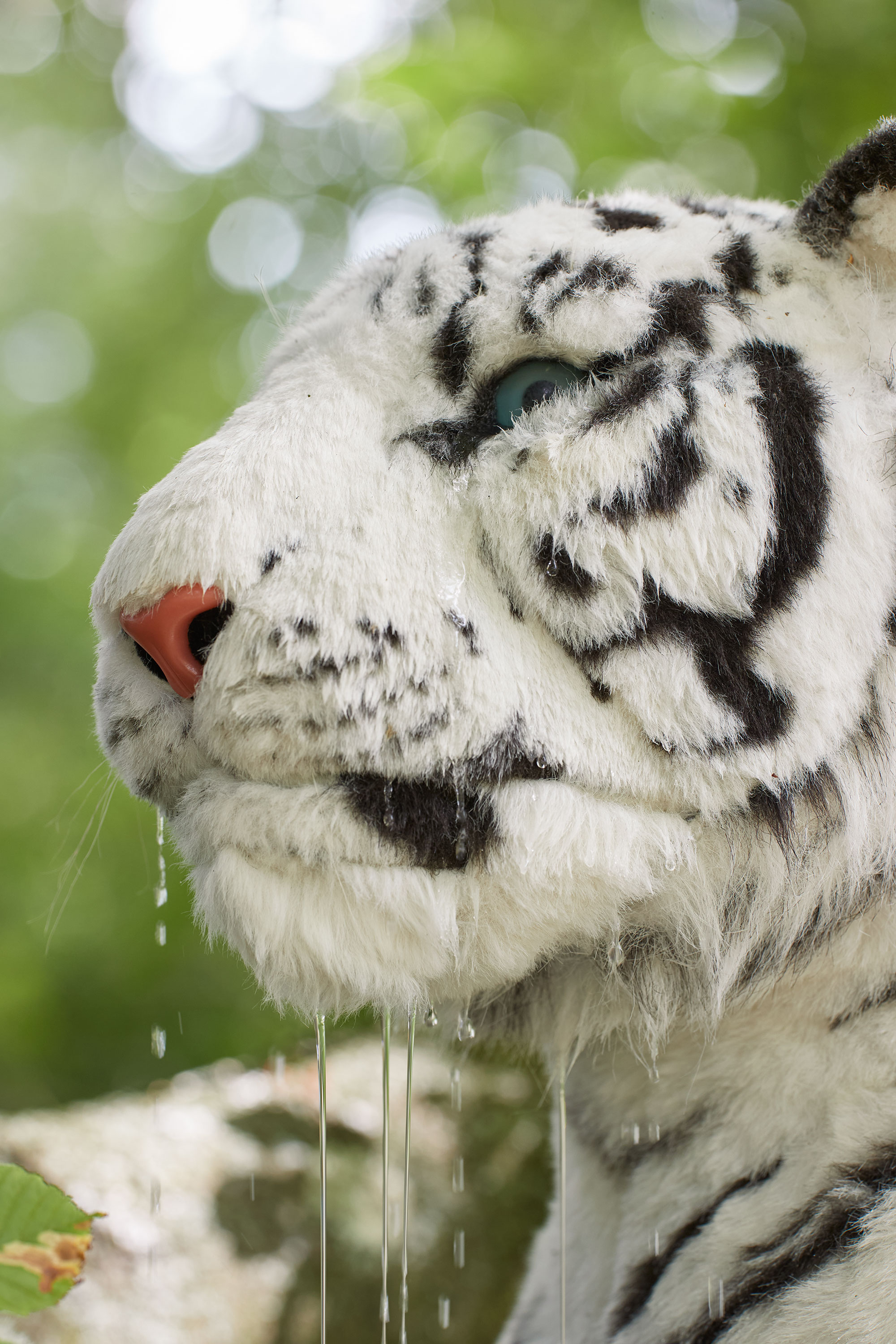 Crying Tiger