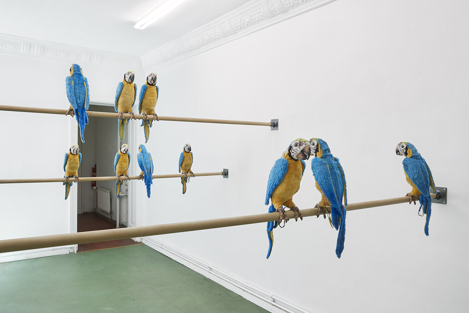 Dirty Parrots