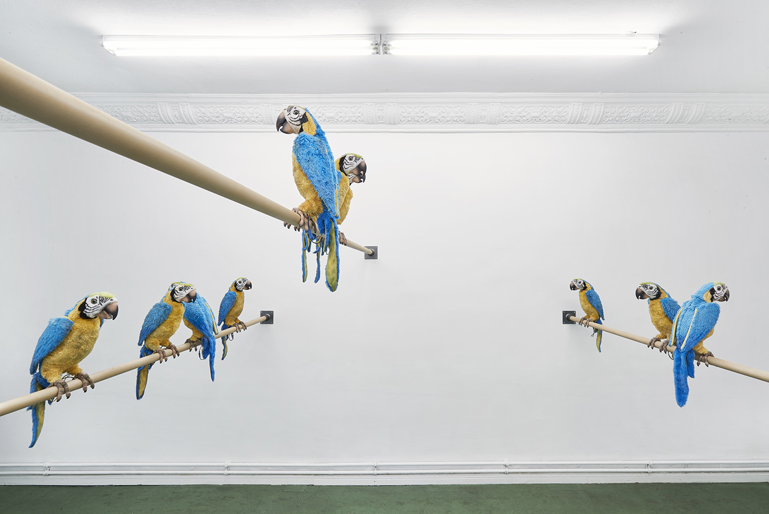 Dirty Parrots