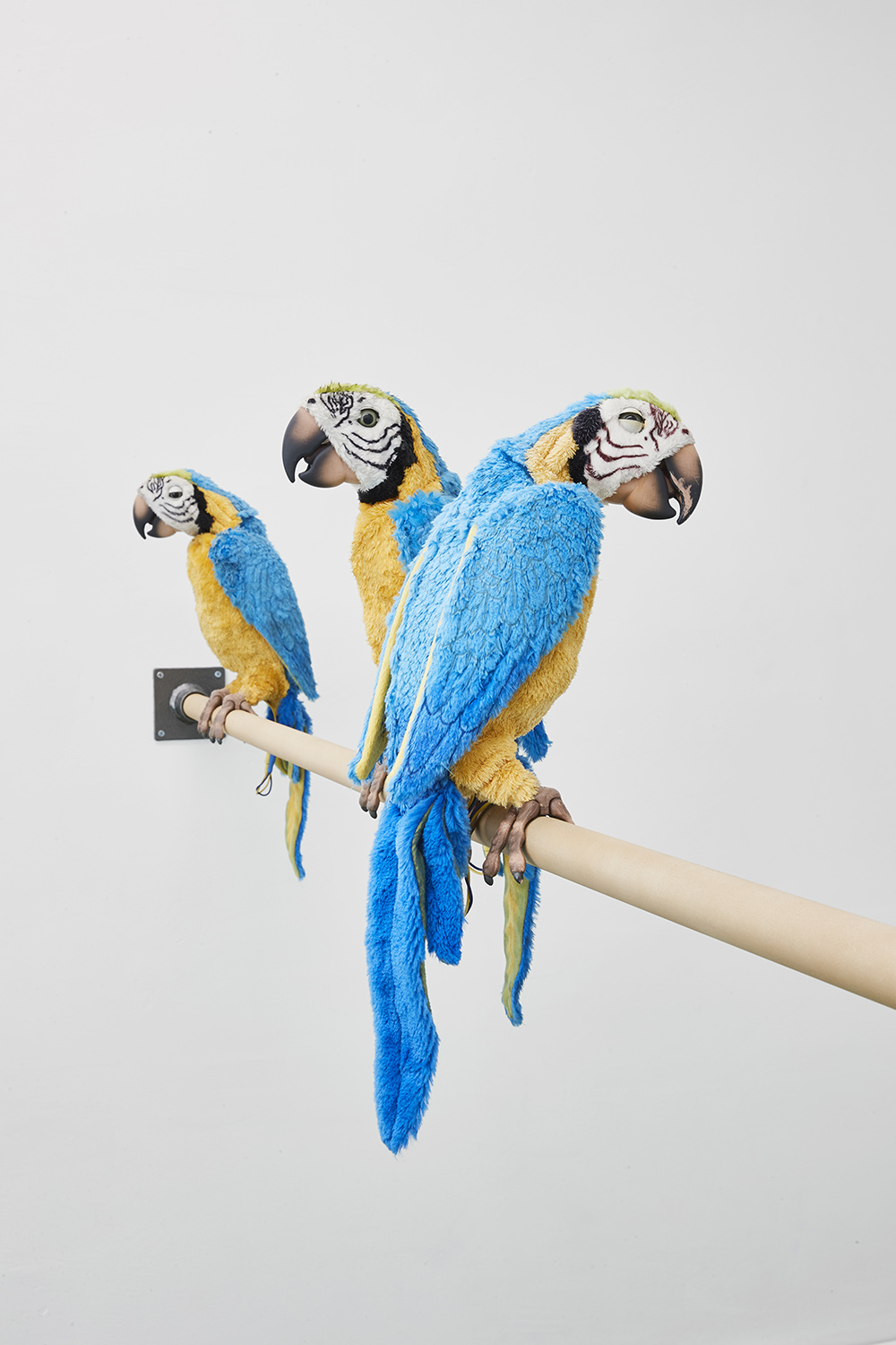 Dirty Parrots