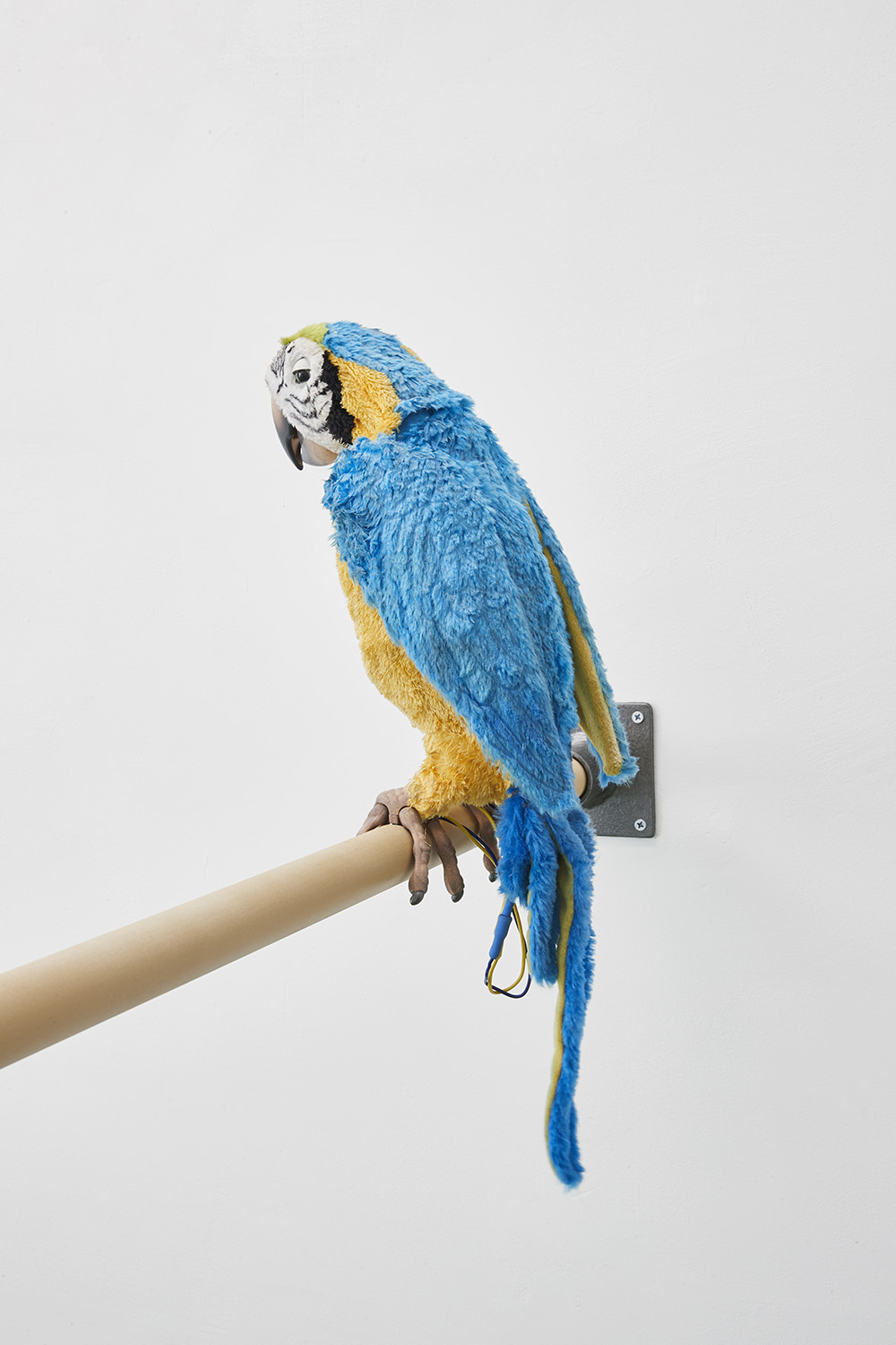 Dirty Parrots