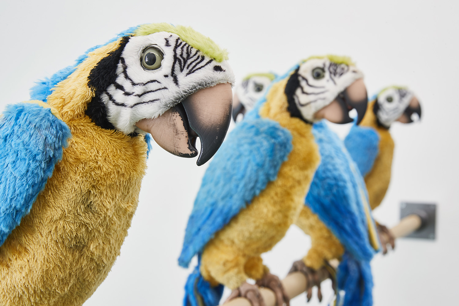 Dirty Parrots